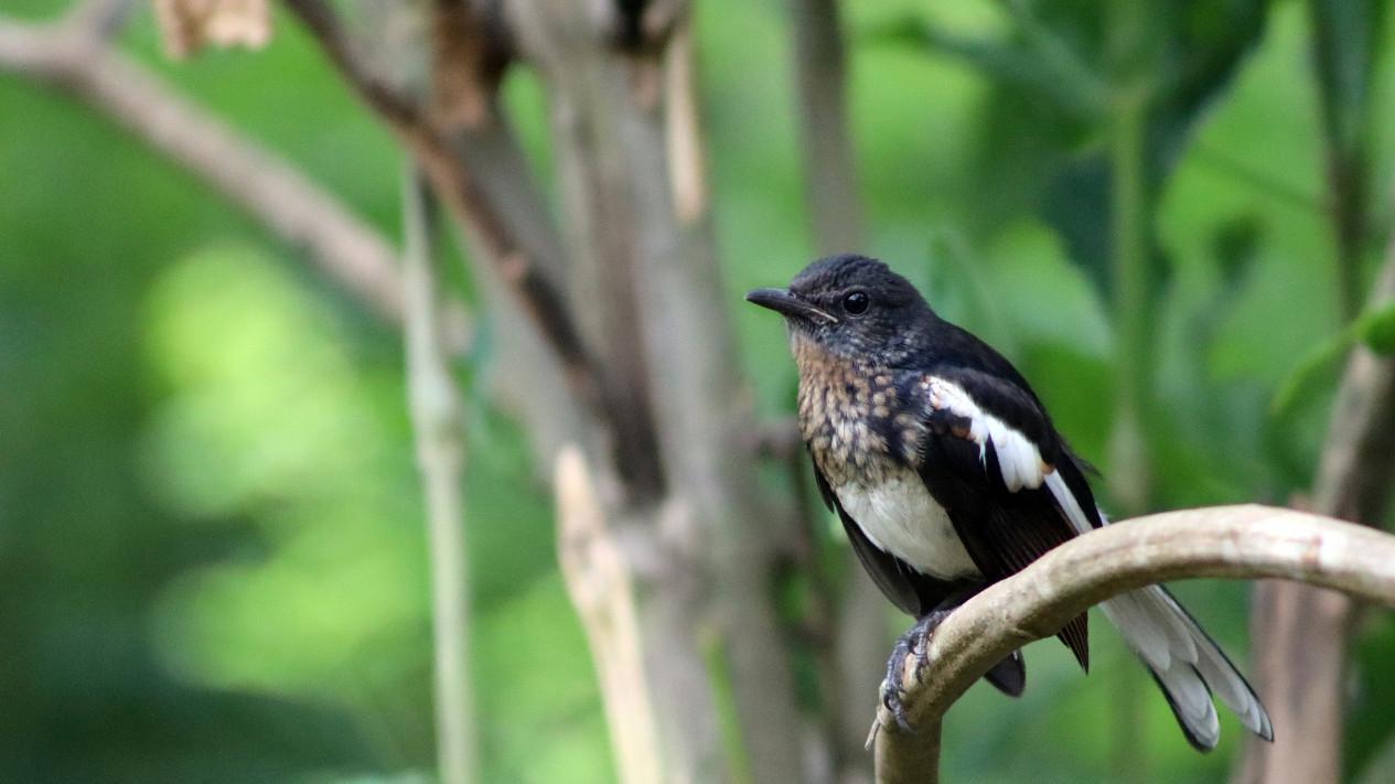 Daftar Gacor Terjitu: Tips dan Trik Merawat Burung Agar Selalu Bersuara Merdu